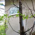 カワセミ珈琲店 - 