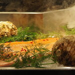 ＲＹＵＤＵＫＩ　ＴＥＰＰＡＮ - 