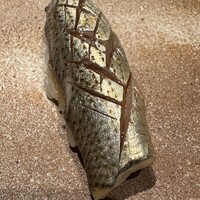 龍寿し - 