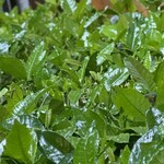 大元 - 梅雨の終わり花が終わった後に刈り込まれたクチナシの葉はメキメキ伸びて、やや不自然な光沢感を放っている