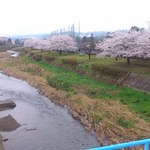 アジアド - 店のすぐ横を流れる川沿いの桜
