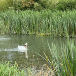 The Orchard Tea Garden - 