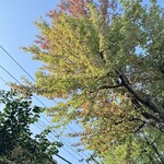 JiProign - カエデの紅葉の時期は個体差が大きい。そば屋さんの脇にかなり色付いているのがあった。