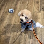 LiLiBET - ワンコにお水のサービス