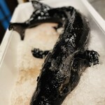 旬家 栄寿 - 県産チョウザメ5〜8kを活き〆丸1本仕入れてます！