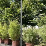 TORPEDO RESTAURANT & CAFE - ホテル敷地内の街灯