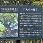 アルベルゴ アスペラ - むくの木の説明