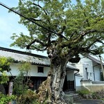 アルベルゴ アスペラ - 樹齢400年超えのむくの木