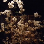 宇奈根 山中 - 入口の桜に迎えられました・・・