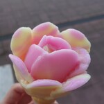 千秋公園売店 - 