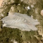 鮨桂太 - マコガレイ