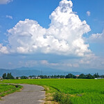 中華そば トリコ - 