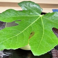 日本料理 研野 - 