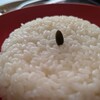 スープカレー 森のバター - 