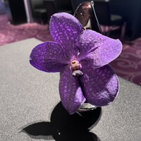 ラ ターブル ドゥ ジョエル・ロブション - 