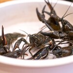 柚木元 - 2024.8 地物ウチダザリガニ