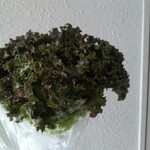 松原農園 - 1玉でも　でかい