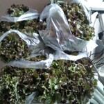 松原農園 - レタス4玉