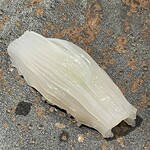 壮士 - 剣先イカアップ