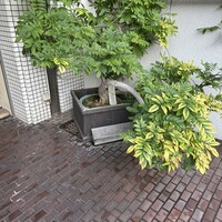 近松 - 