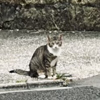鳥匠いし井ひな - 