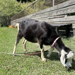 せいわの里 まめや - 