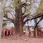 江戸一 - ぬこさん