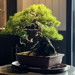 松葉屋茶寮 - 店舗内観18