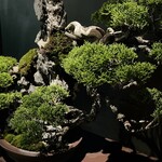 松葉屋茶寮 - 店舗内観20