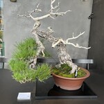 松葉屋茶寮 - 店舗外観④