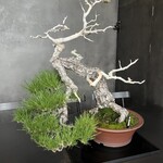 松葉屋茶寮 - 店舗外観⑤