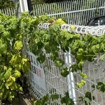 インデアンレストラン  ニューミラ - ゴウヤは収穫済みだった