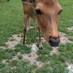 日本料理 滴翠 - 鹿せんべい食べてもらいましたｗ