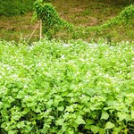 江戸そば マルノ - 満開のそば畑