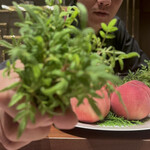 スガラボヴィー - 