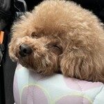 クッチーナ デル カンポ - 寝てるｗ