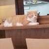 赤茄子 - 