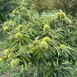 そば処 砂武縞 - 胸の高さまでも無い栗の木にみっしりイガグリ^_^