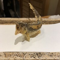 日本橋 蕎ノ字 - 鮎