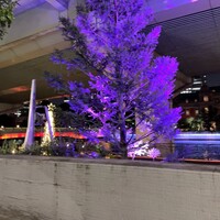 スミレオオサカ - 