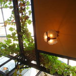 コジト - ぶどうの葉が綺麗です。