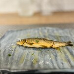 Barca. - 岐阜県 郡上 天然鮎