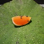 紫翠 ラグジュアリーコレクションホテル - 