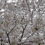 アネア　カフェ - Cherry Blossoms on April 2, 2014