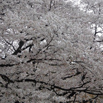 アネア　カフェ - 満開の桜〜 ♡ 