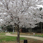 アネア　カフェ - 桜の下で仲良く記念撮影