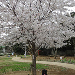 アネア　カフェ - 今度は〜お座りで・・♬