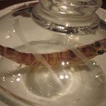 串揚げ×鉄板焼 ちゃぼうず - 活きている海老