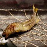 祇園 さゝ木 - 小鮎