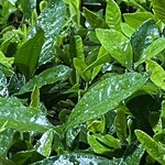 大元 - クチナシは高湿度が大好き^_^